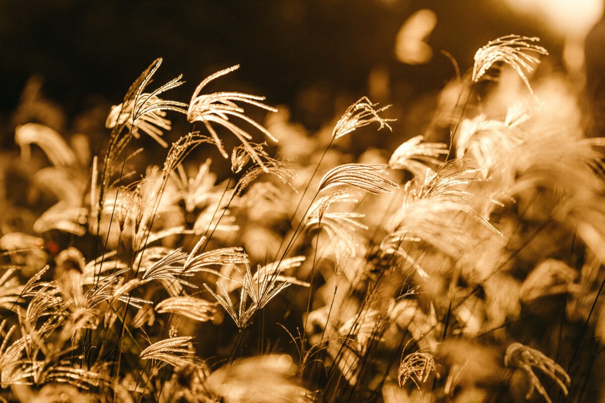 image de champ de blé