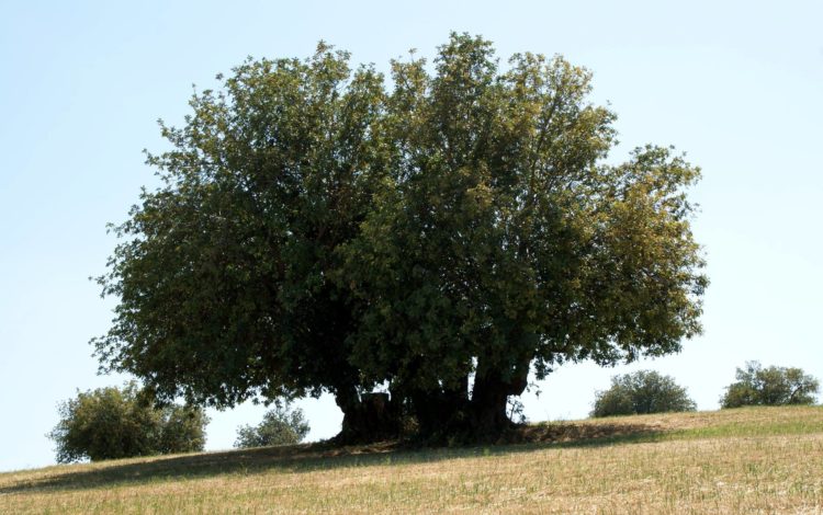 image d'arbre de caroube