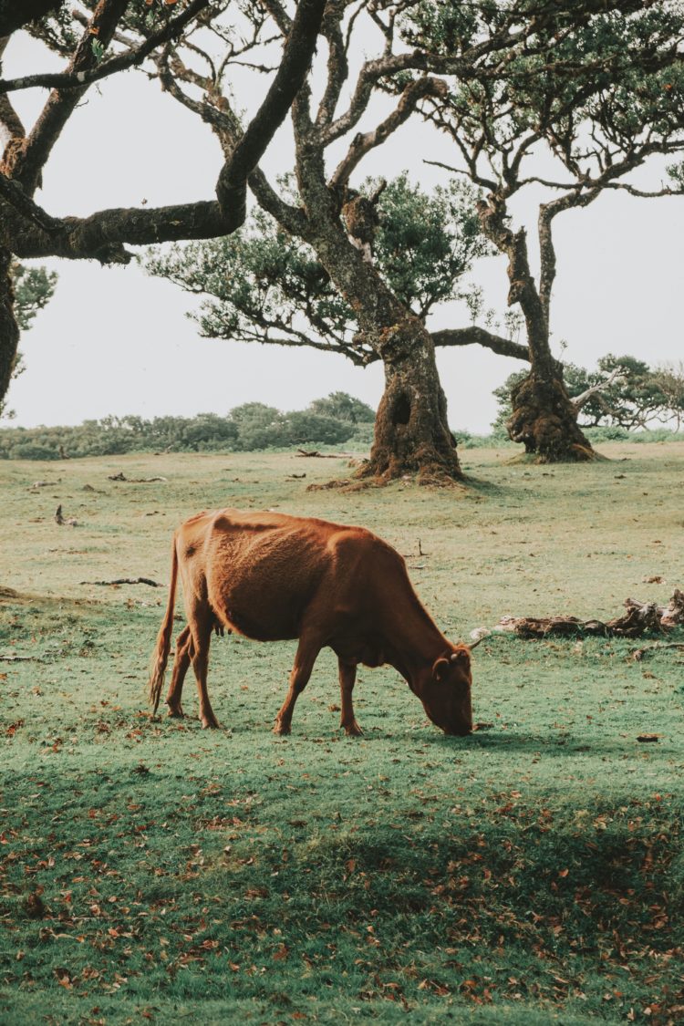 Vache qui broute